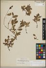 Foto von Salix herbacea L. x Salix waldsteiniana Willd.